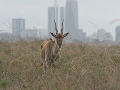 Tragelaphus oryx pattersonianus