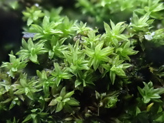 Zygodon viridissimus