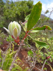 Melaleuca pancheri