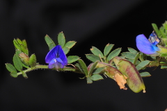 Vicia peruviana