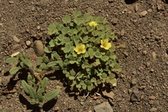 Oxalis compacta