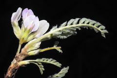 Astragalus pickeringii