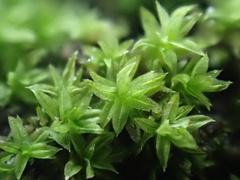 Zygodon viridissimus