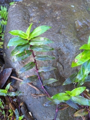 Tripogandra serrulata