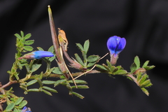 Vicia peruviana