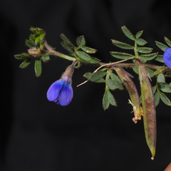 Vicia peruviana