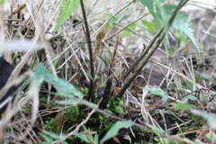 Diplazium laxifrons