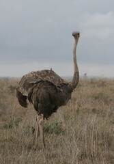 Struthio camelus massaicus