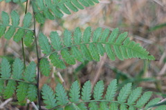 Diplazium laxifrons