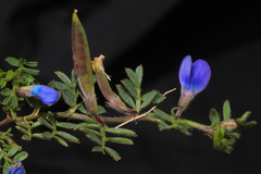 Vicia peruviana