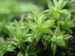 Zygodon viridissimus