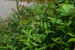 Lysimachia fortunei
