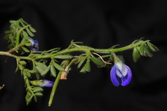 Vicia peruviana