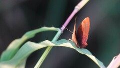 Abisara bifasciata