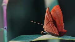 Abisara bifasciata
