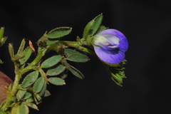 Vicia peruviana