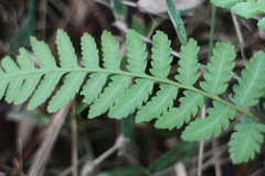 Diplazium laxifrons