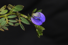Vicia peruviana