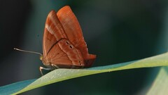 Abisara bifasciata