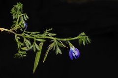 Vicia peruviana