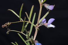 Vicia peruviana