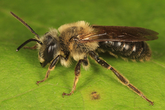Melandrena