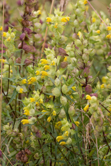 Rhinanthus serotinus aestivalis