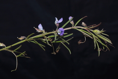 Vicia peruviana