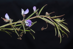 Vicia peruviana