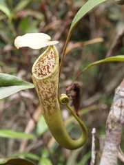 Nepenthes stenophylla