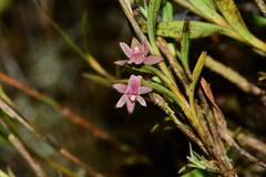 Scaphyglottis punctulata