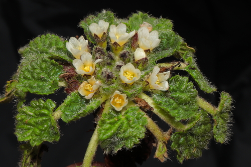 Acaulimalva crenata (Acaulimalva crenata)