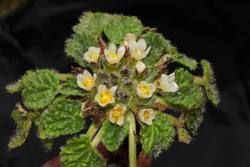 Image of Acaulimalva crenata by (c) Paúl Gonzáles, some rights reserved (CC BY)