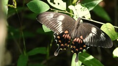 Papilio polytes romulus