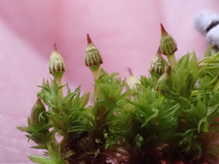 Orthotrichum pulchellum