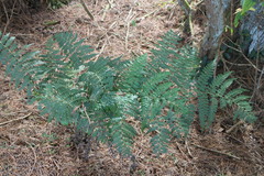 Diplazium kawakamii