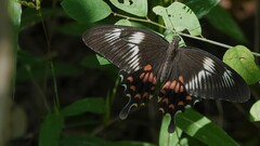 Papilio polytes romulus