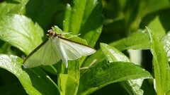 Cydalima laticostalis