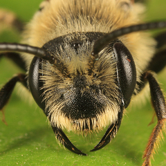 Melandrena