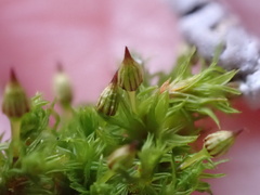 Orthotrichum pulchellum