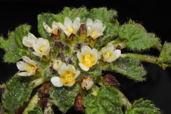 Acaulimalva crenata