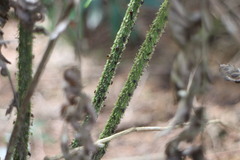 Diplazium kawakamii