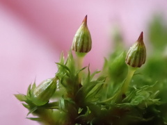 Orthotrichum pulchellum