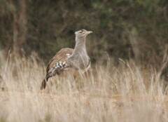 Ardeotis kori struthiunculus