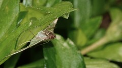 Cydalima laticostalis