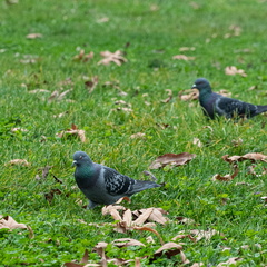 Columba livia domestica