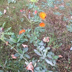 Pilosella aurantiaca