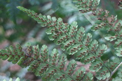 Diplazium kawakamii