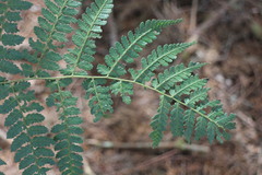 Diplazium kawakamii