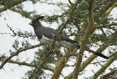 Corythaixoides leucogaster